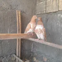 نروماده زرد