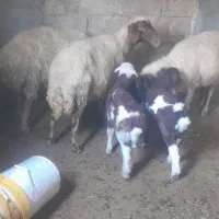 میش وبره