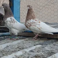 سینه سیاه دم سفید کله
