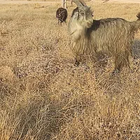 کهره چپش بزری