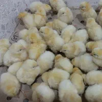 جوجه ماشینی