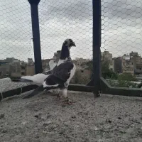 جفت پلنگ سیاه دیوانه