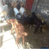 بزغاله