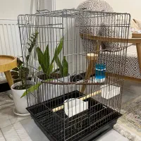 قفس عروس هلندی