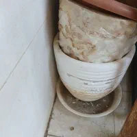 گلدان