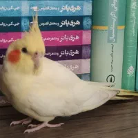 عروس هلندی لوتینو