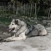سگ سراب راحت قدیم