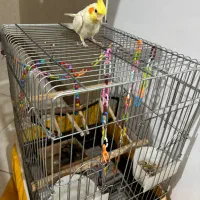 عروس هلندی نر ۵ ماهه