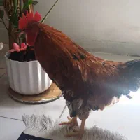 خروس جوان،سالم ،خوش رنگ ، بومی