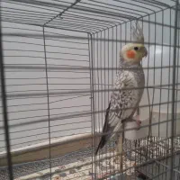 عروس هلندی