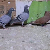پرنده|پرنده|سبزوار, هویزه|دیوار