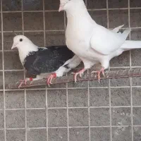 کفتر کبوتر
