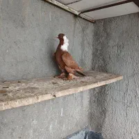کبوتربالا
