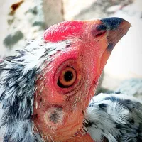 مرغ خروس لاری  قیمت ۱۵۰۰