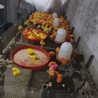 فروش جوجه رنگی اردک جوجه محلی جوجه بقلمون