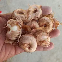 خرید و فروش پیاز زعفران گلپایگان