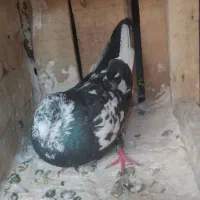 حدود ۲۰ عدد کبوتر فروشی فوری