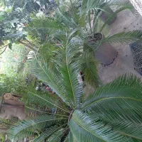 سه عدد سیکاس