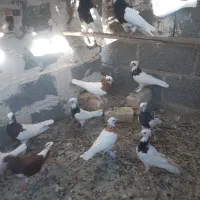 تعدای طوقی درجه یک سیاه .سرخ .زرد نرو ماده