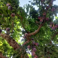 ۵۰۰ متر باغچه با ۳۰ متر بنا