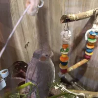 سه تا عروس هلندی