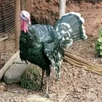 بوقلمون نر جوان مخصوص کشتار