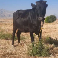 گاو توافقی