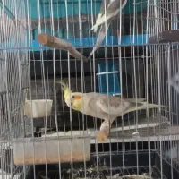 یک جفت عروس هلندی نر و ماده