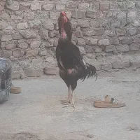 مرغ وخروس ونوچه وجوانه خروس لاری
