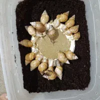 فروش تعداد زیادی حلزون طبی