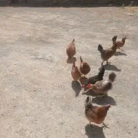 ۹عدد مرغ تخم گذارسالم وسرحال