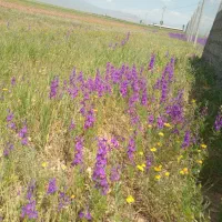 زمین-باغی-ویلایی