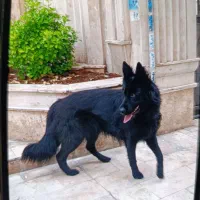 ژرمن بلک نر