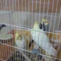 یک جفت عروس هلندی