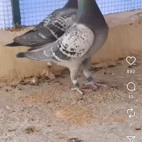 جوجه پلاکی گمشده