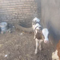 گوساله سمینتال