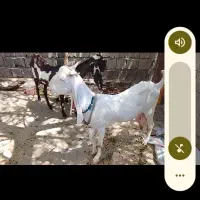 بز گلابی|حیوانات مزرعه|نیک شهر, |دیوار