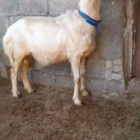 قوچ افشار پوست گاوی جنس