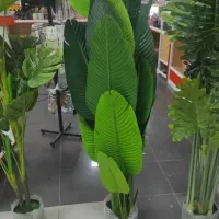 انواع درخت تزیینی وارداتی