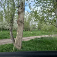 خرید و برش انواع درخت وچوب سقفی نال چهار تراش