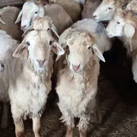 بره اصلی مغانی قربانی