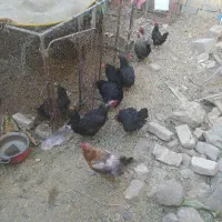 ب دلیل پادرد