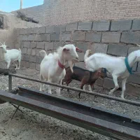 بزسانن