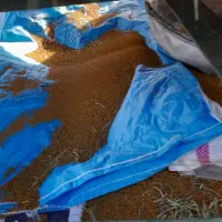 بذریونجه بغدادی دستگیر بازدیدحضوری