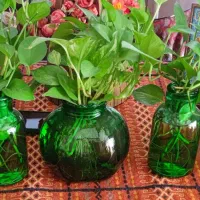 گل‌های زیبای پتوس و سانسوریا