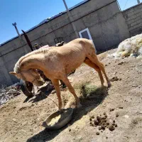 اسبنریانسمندرنگخاص