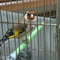 سهره دهندار دهن پر  حنجره دار معاوضه سهره قناری