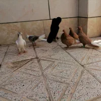 ۵ عدد کفتر|پرنده|نیشابور, جمهوری|دیوار