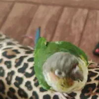 گم شده|پرنده|بندر کنگان, |دیوار