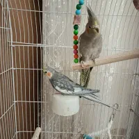 عروس هلندی سخنگو